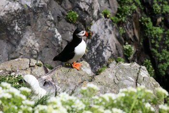 Атлантический тупик / Fratercula arctica - «арктический монашек»
Puffin - "толстячок"
Вид морских птиц из семейства чистиковых. Обитают на побережьях Атлантического и Северного Ледовитого океанов. Гнездятся в норах на птичьих базарах. Питаются рыбой, в основном песчанками.