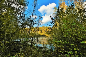 &quot;Меж редеющих верхушек показалась синева ...&quot; / &quot;Меж редеющих верхушек
 Показалась синева.
 Зашумела у опушек 
 Ярко-желтая листва ...&quot;
 А.Твардовский