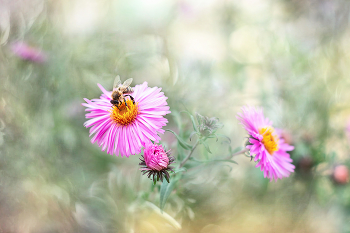 &nbsp; / flowers, nature, macro