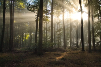 Утренний лучик / Рассвет в осеннем лесу. Утренний лесной пейзаж