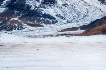 Среди монгольских гор. / Одинокий всадник мчит навстречу ветра посреди заснеженной долины среди монгольских гор.