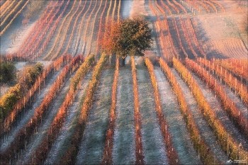 WILD CHERRY / Чехия, Южная Моравия.
© https://phototravel.pro