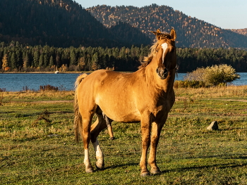 Алтайский конь. / Заря высвечивает все прелести и подробности природы :)