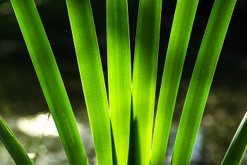 Рогоз. / 2009 год.