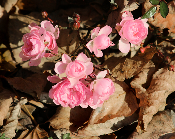 Late roses... / Поздние цветы, да еще с комариком...