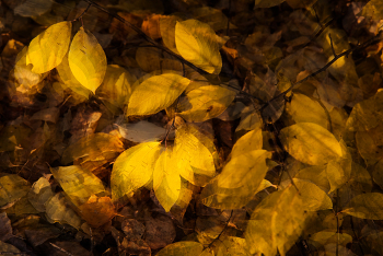 Листоворот / Осенние листья