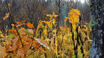 Прощание с золотой осенью / Утро на даче было пасмурное, трава и растения утопали в инее, поэтому отправилась в лес на прогулку. Выглянуло солнышко и все засияло
прощальными осенними красками.