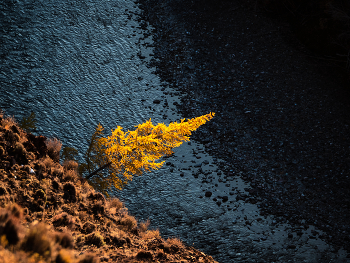Золотая лиственница над темной рекой. / Огненные вечерние контрасты осени. Алтайский минимализм.