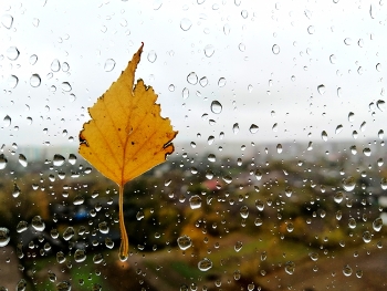 дождь / За окном