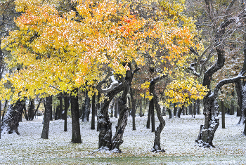 Танго Осени и Зимы / ***