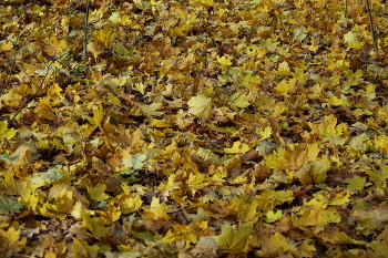 На ковре из желтых листьев / На ковре из желтых листьев