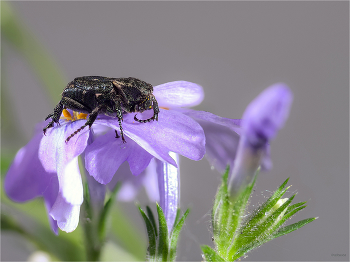  / Пестряк короткокрылый (Valgus hemipterus). Самка
