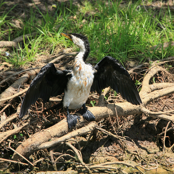 Мокрая курица / Пёстрый баклан (лат. Phalacrocorax varius) — вид птиц из семейства баклановых. Распространён в Австралии (восточная часть континента и прибрежные территории) и Новой Зеландии. Представители нунгар, одного из племён австралийских аборигенов, считают эту птицу ответственной за транспортировку душ умерших. Визитная карточка баклана — расправленные крылья. В этой позе он обычно сушит перья.