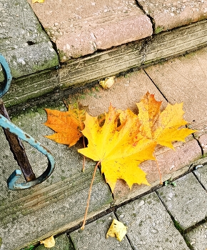 Вот и осень... / Осенние листья клёна на старых ступенях