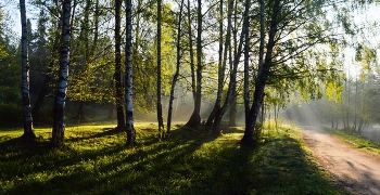 Пути весенние....... / Петербург. Шуваловский парк. Май