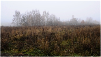 Туманное утро / туман деревья трава