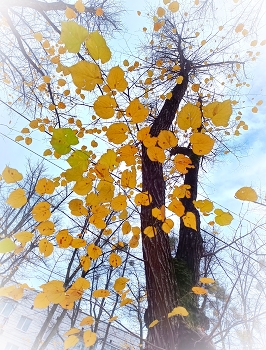 Последние листья / Прозрачно осенью - насквозь она видна,

любое облако набухло как волна...
