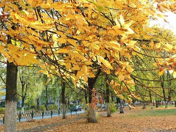 осенний ветер / и шорох сухих листьев