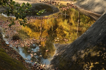 Яблоки в Слаломном канале / Осень, отражение деревьев в воде Слаломного канала. В воде яблоки