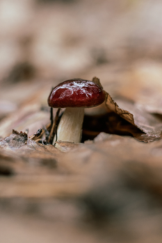 В лесу... / По статистике, грибников в Беларуси намного больше, чем рыболовов и охотников вместе взятых. Собирать грибы у нас любят, а ещё больше любят их фотографировать. Ведь грибы на удивление фотогеничны, подчас сложно удержаться от желания запечатлеть эту лесную красоту на память.