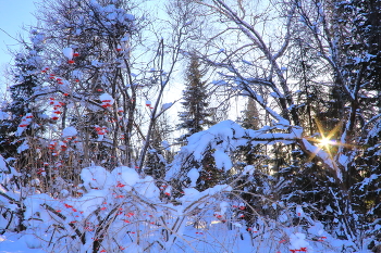 Зимний день в тайге / Сложно снимать природу в лесу,
легче любоваться ее красотой.