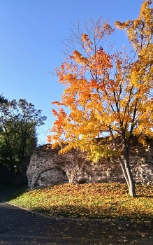 осенний клен / клён у старой городской стены