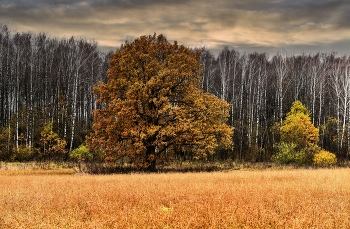Осенний дуб. / &quot;Высокий дуб, развесистый в могучей красоте.&quot;