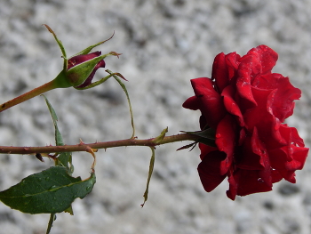 Роза / Красная роза на фоне стены