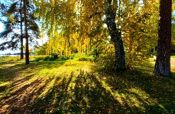 осенний занавес / Левобережный парк Новосибирск