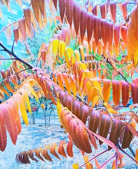 Осень развесила флажки... / Вот такое чудесное экзотическое деревце Сумах....