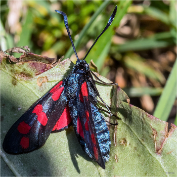 &nbsp; / Пестрянка таволговая, или Лабазниковая (Zygaena filipendulae)