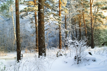 пришла зима / Снег лес Новосибирск