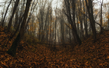 Осенью в овраге / Туманный ноябрьский день в овраге, усыпанном опавшей пожелтевшей листвой деревьев