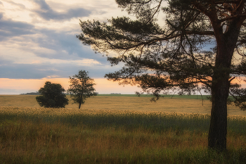 Утро в поле / Летнее утро на окраине поля, засеянного злаками