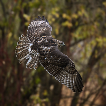 Red-tailed hawk / Краснохво́стый сары́ч
Вероятно, это самый распространенный ястреб в Северной Америке.Краснохвостые ястребы парят над открытыми полями, медленно кружа на своих широких, закругленных крыльях. В других случаях вы увидите их на телефонных столбах, устремивших глаза на землю, чтобы уловить движения полевки или кролика, или просто пережидающих холодную погоду, прежде чем подняться по тепловому восходящему потоку в небо.