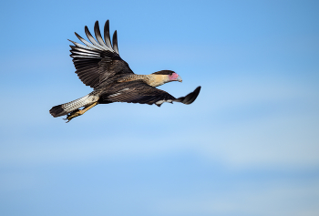 Northern crested caracara / Northern crested caracara