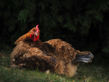 portrait of a red hen in the grass close-up / portrait of a red hen in the grass close-up