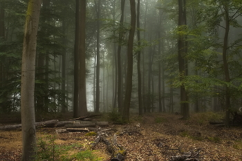Утро в лесу / Туманное утро в осеннем лесу.