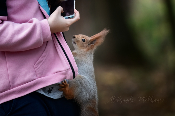 Фотосессия / Про девочку и любопытную белку, которая хочет
стать фотомоделью.