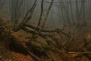 Осеннее утро / Туман в лесу