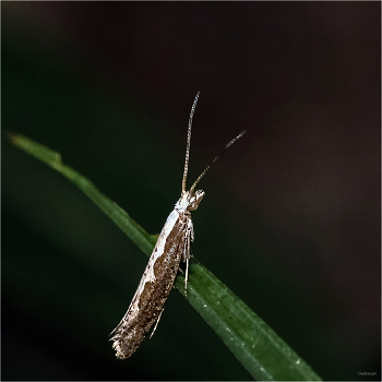 &nbsp; / Капустная моль (Plutella xylostella)