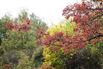 Осенние ветви / разноцветные листья на осенних деревьях