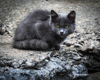 Котенок / бездомное маленькое существо