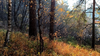 осень / Лесной пейзаж