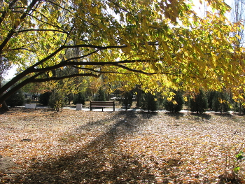 Осенний цвет... / Усыпан листвой опавшей