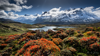В предгорьях Андов бушует весна! / Национальный парк Los Glaciares, Аргентина