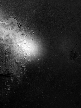 &nbsp; / A black and white dream