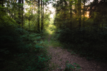 В летнем лесу / Июнь, 2019