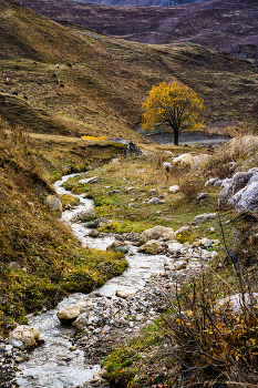 Осеннее настроение / Дигория, Северная Осетия. Застали конец золотой осени.