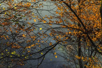Осенний узор . / Осенний узор,туман,горы,осенние листья,лес